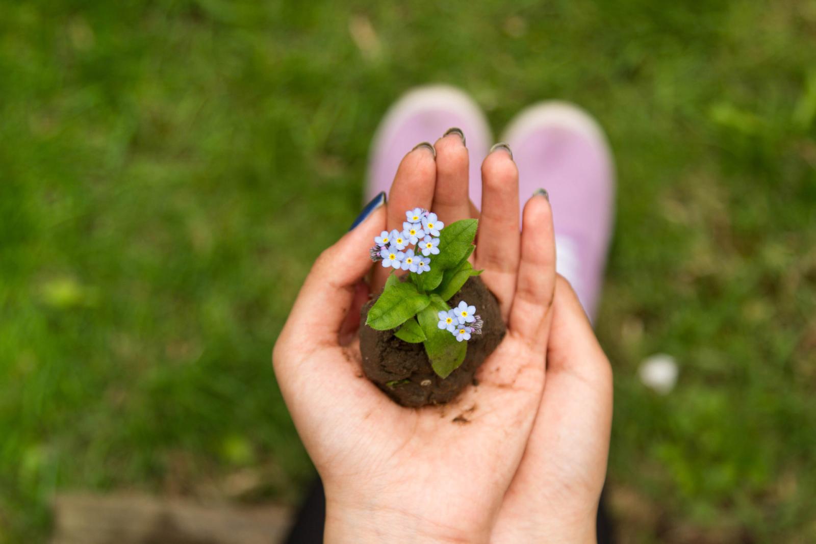 Hands gently cupping soil and a small plant with pale blue flowers against a grassy background.